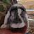 Black white ear Holland lop doe 1 thumbnail