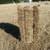 Quality Local Grass Hay 1 thumbnail