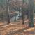 11 Acres Of Land 14 thumbnail