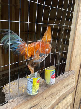 gallo Shamo - $80 (jacksonville)63440275966851121