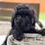 Mini goldendoodle 1 thumbnail