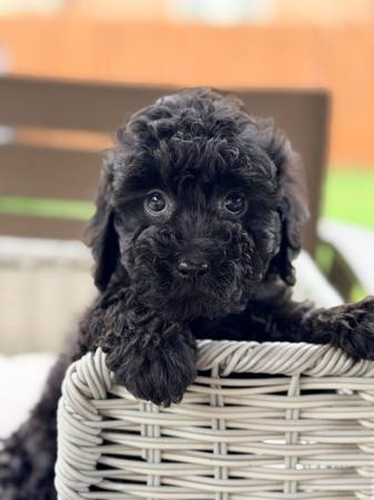 Mini goldendoodle 1