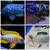 Lots and lots of cichlids! 19 thumbnail