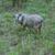 Icelandic sheep 1 thumbnail