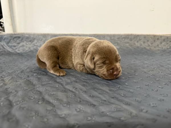 Lab Puppies to Rehome (Pink Hill)63948404371587122