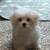 Maltese Puppies For Sale 3 thumbnail