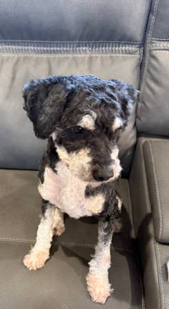 Rehoming mini f1b Aussiedoodle for a fee63961118122626122