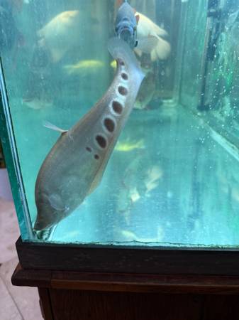 Knife fish live (Elk Grove)63848875027971123