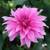 Potted and ready to plant dahlias. All types ball to dinne rplate 4 thumbnail