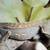 Crested Geckos 3 thumbnail