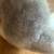 American Girl doll Gabriella's Cat Maya Girl of the Year GOTY 2017 4 thumbnail