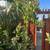 avocado , Sir prize ,steward , ,Pinkerton  , jutano  Fueter ,mexicola 5 thumbnail