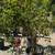 Pomegranate Tree 4 thumbnail