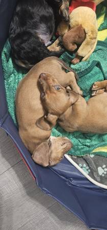 Miniature Dachshunds (Bakersfield)64014696780290123