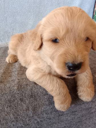 Golden Doodles (Gilbert)64048128989313122