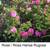 SEED Rose ROSIER Pink Robust Fast Fragrant Recu PRIX Floribunda 3 thumbnail
