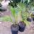 Teddy Bear palms //// DYPSIS leptocheilos --- 5/7/15 gallon 9 thumbnail