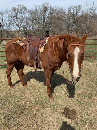 Good working mare. 1