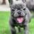 French Bulldog Puppies 5 thumbnail