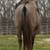 Stud Service: AQHA Grullo Double Homozygous 5 thumbnail