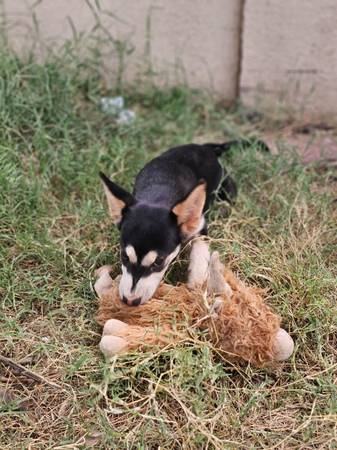 ? Sweet Mini Husky Heeler Puppy Needs Furever Home ? (Queen Creek)64300240066690121