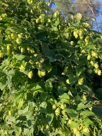 Hops for beer making you pick! Free 1