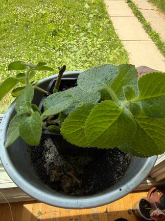 Ajwain 1