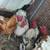 6 bantam roosters 2 thumbnail