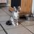 Male tabby young cat  for adoption 1 thumbnail
