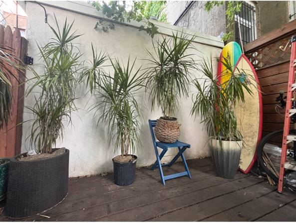 Dragon tree🌴🎅FREE DELIVERY 🥳🫶🌴Dracaena Marginata. Indoor plants. 1