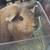 3 HEALTHY & LIVELY GUINEA PIGS  W/ FOOD, CAGE..ETC 11 thumbnail