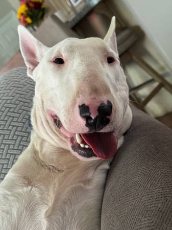 1 Yr Old bull Terrier63836589692419120