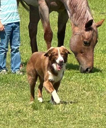Rehoming Female Aussie (Youngsville)63980297339522120