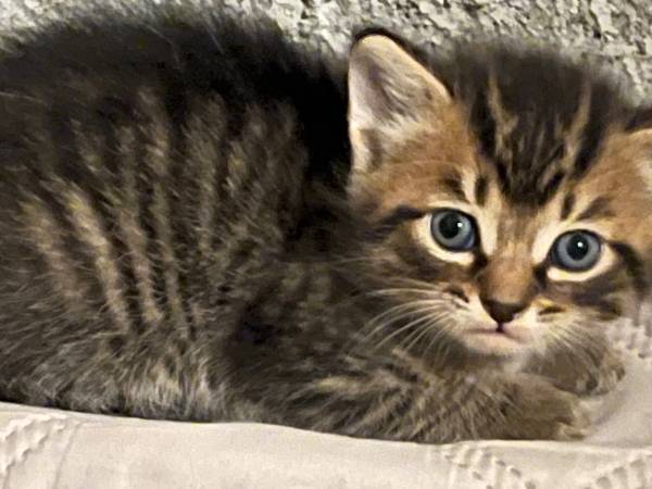 Gatitos (Lawrenceville)63881506315009122