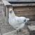 Chickens 3 thumbnail