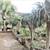 ALOE BAIENSEII ,DR SUSE tree & Dracaena Draco 11 13 thumbnail