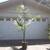 Peach Creek King Palms ///// ARCHONTOPHOENIX tuckeri 11 thumbnail