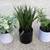 3 interior faux green plants 1 thumbnail