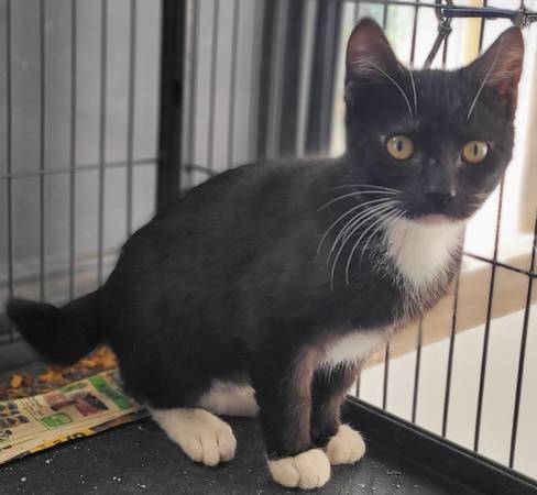 Short tail Tuxedo63688917926017121