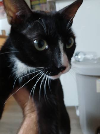Found Black and white cat (Vannuys)63870037155585122