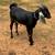 Pure Bread Nubian Male goat - 1 thumbnail