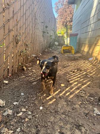 Chihuahua mixed dogs. (Portland)63916449746306121