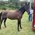 Standardbred Stud 3 thumbnail