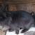 RABBIT HERD REDUCTION 6 thumbnail