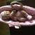 Berenguer 14” la newborn 18541 real girl doll 4 thumbnail