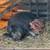 Feeder Pigs 3 thumbnail