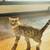 Savannah Cats for Rehoming 3 thumbnail