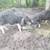 Meishan Piglets 2 thumbnail