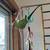 For Adoption: Indian Ringneck Parrot with cage toys food supplies 12 thumbnail