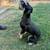 Pet sitter, pet boarding, dog sitter  $20.00 coupon  on 1st rover booking 9 thumbnail